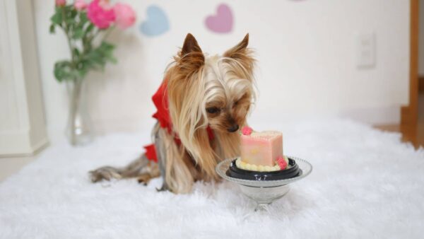 10.犬猫ケーキ専門店ペティスリーシュシュ